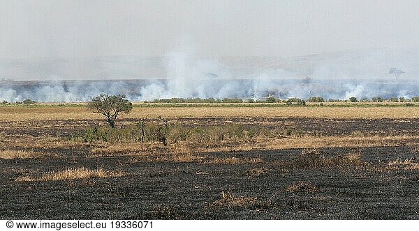 Savannah Fire  Masai Mara Park Kenya