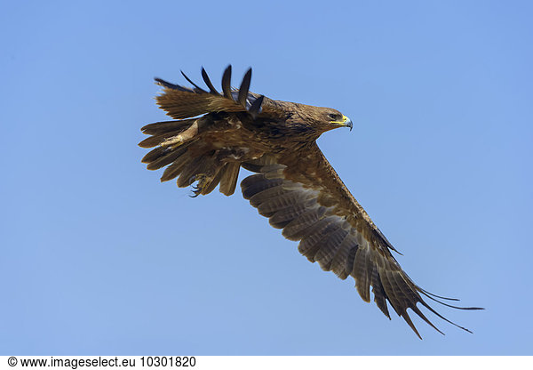 Savannenadler (Aquila rapax)  im Flug  Masai Mara  Narok County  Kenia  Afrika