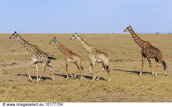 Savannenlandschaft mit Massai Giraffen (Giraffa camelopardalis)  Masai Mara  Narok County  Kenia  Afrika