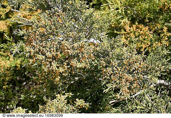 Savin juniper (Juniperus sabina) creeping poisonous shrub native to mountains of central and southern Europe  Turkey and Algeria. Male cones detail. This photo was taken in Sabinar de La Puebla  Teruel province  Aragon  Spain.