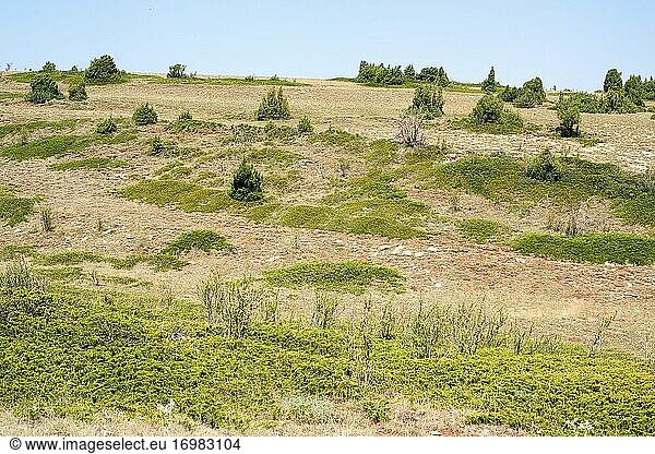 Savin juniper (Juniperus sabina) is a creeping poisonous shrub native to mountains of central and southern Europe  Turkey and Algeria. This photo was taken in Puerto de Sollavientos  Teruel province  Aragon  Spain.