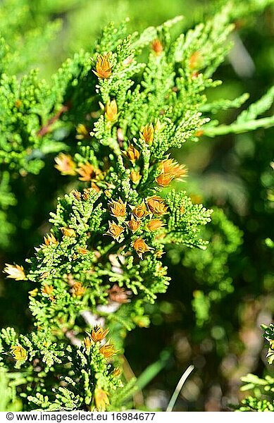 Savinischer Wacholder (Juniperus sabina)  ein kriechender  giftiger Strauch  der in den Gebirgen Mittel- und Südeuropas  der Türkei und Algerien beheimatet ist. Detail der weiblichen Zapfen. Dieses Foto wurde in Puerto de Villaroya  Provinz Teruel  Aragonien  Spanien aufgenommen.