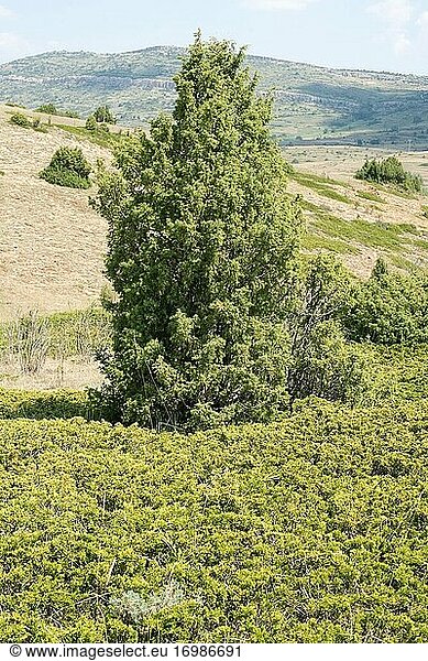 Savinischer Wacholder (Juniperus sabina)  ein kriechender  giftiger Strauch  der in den Gebirgen Mittel- und Südeuropas  der Türkei und Algerien beheimatet ist  und Gemeiner Wacholder (Juniperus communis)  der in Eurasien und Nordamerika beheimatet ist. Dieses Foto wurde in Puerto de Sollavientos  Provinz Teruel  Aragonien  Spanien  aufgenommen.