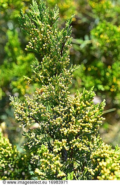 Savinischer Wacholder (Juniperus sabina)  ein kriechender  giftiger Strauch  der in den Gebirgen Mittel- und Südeuropas  der Türkei und Algerien heimisch ist. Detail der männlichen Zapfen. Dieses Foto wurde in Puerto de Villaroya  Provinz Teruel  Aragonien  Spanien aufgenommen.