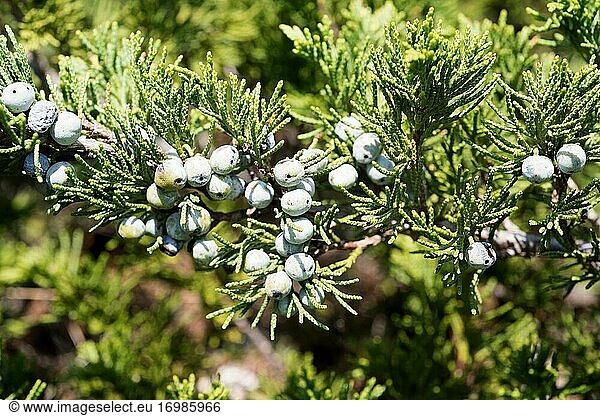 Savinischer Wacholder (Juniperus sabina)  ein kriechender  giftiger Strauch  der in den Gebirgen Mittel- und Südeuropas  der Türkei und Algerien heimisch ist. Detail der Zapfen. Dieses Foto wurde in Puerto de Villaroya  Provinz Teruel  Aragonien  Spanien aufgenommen.