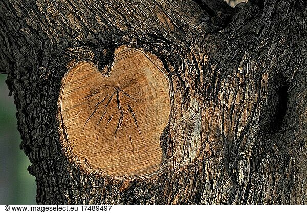 Sawed off branch of olive tree in heart shape  natural heart  heart shape  heart of nature  natural heart  symbol of love  sign of love  love symbol  proof of love  heart symbol  organ heart  kindness  affection  inflamed  in love  crush  colour red  heart emoji  Spain  Europe