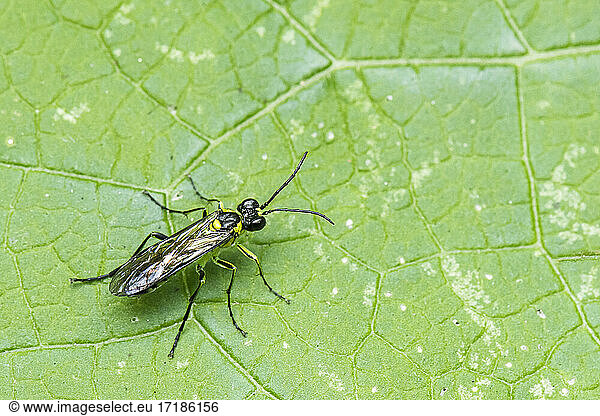 Sawfly (Tenthredinidae sp) on leaf  Lorraine  France
