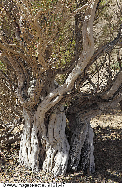 Saxaulbaum (Haloxylon sp.)  Gobi-Gurvansaikhan-Nationalpark  Wüste Gobi  Südwüste  Ömnö-Gobi-Aimag  Mongolei