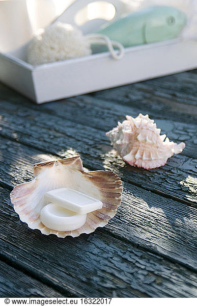Scallop used as soap dish