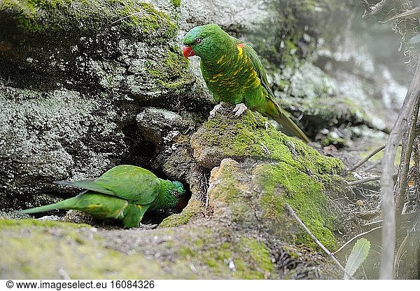 Scaly-breasted Lorikeets (Trichoglossus chlorolepidotus)  Australia