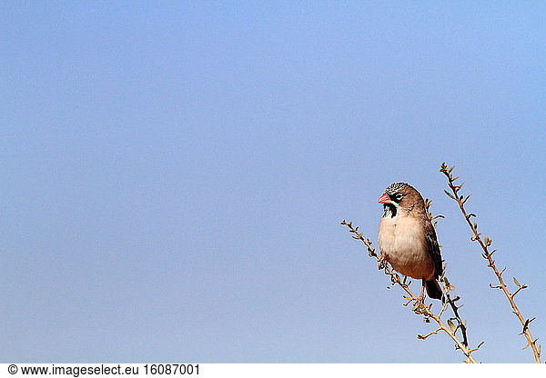 Scaly-feathered Finch (Sporopipes squamifrons) on a branch  Southern Africa