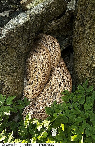 Scaly porling (Polyporus sqamosus)  on dead tree trunk in forest  Mecklenburg-Western Pomerania  Germany  Europe