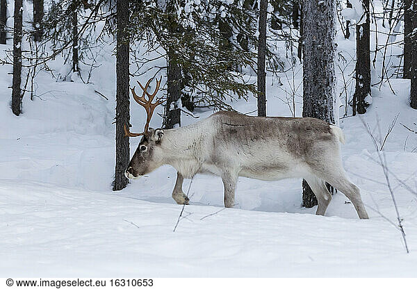 Scandinavia  Finland  Inari  Reindeer  Rangifer tarandus