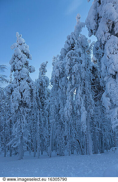 Scandinavia  Finland  Kittilae  Forest  snow-covered trees