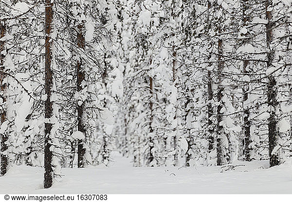 Scandinavia  Finland  Kittilaentie  Forest  Snow-covered trees in wintertime