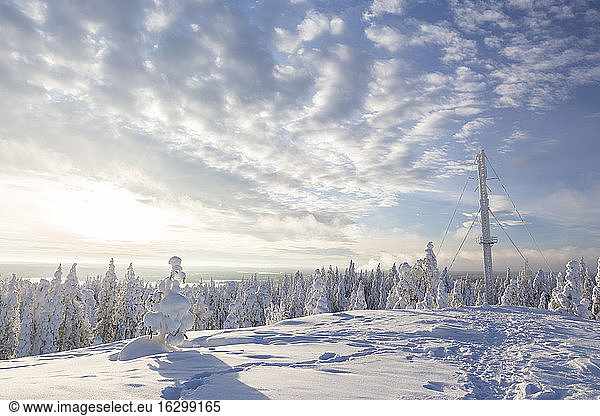 Scandinavia  Finland  Rovaniemi  Forest  Trees in wintertime  Aerial mast  Against the sun
