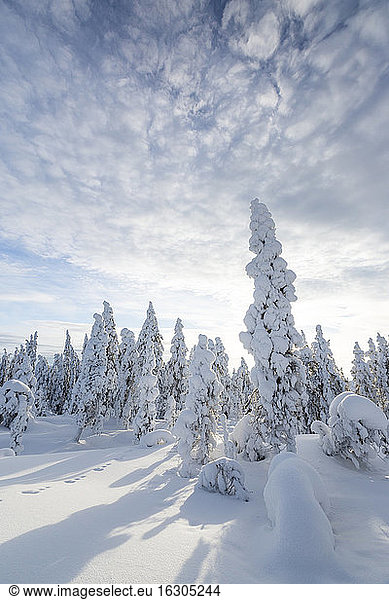 Scandinavia  Finland  Rovaniemi  Forest  Trees in wintertime against the sun
