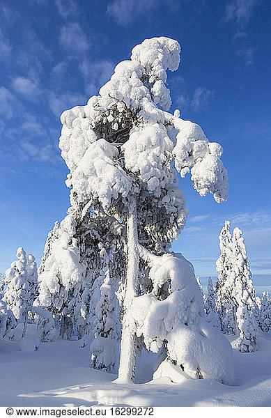 Scandinavia  Finland  Rovaniemi  Tree in wintertime