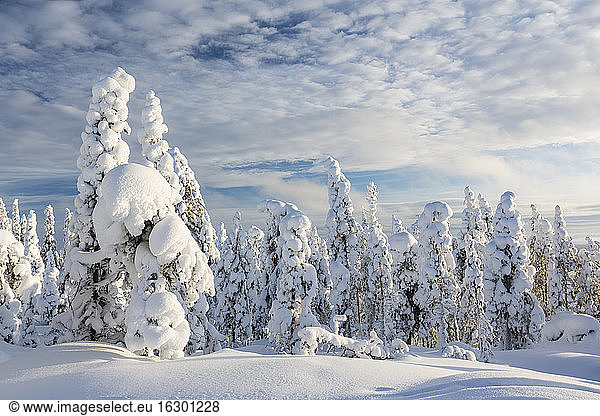 Scandinavia  Finland  Rovaniemi  Trees in wintertime
