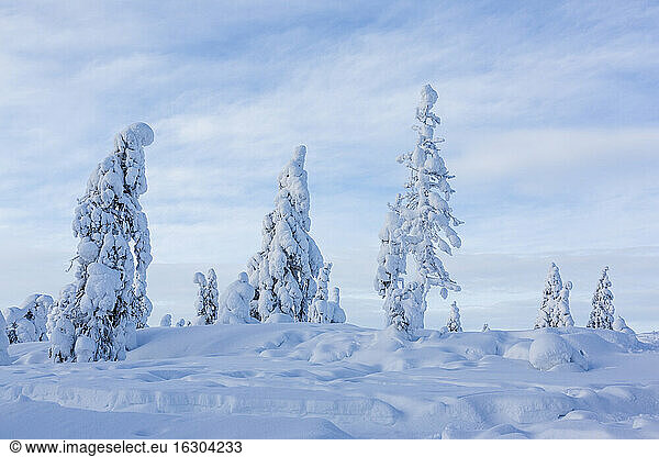 Scandinavia  Finland  Rovaniemi  Trees in wintertime