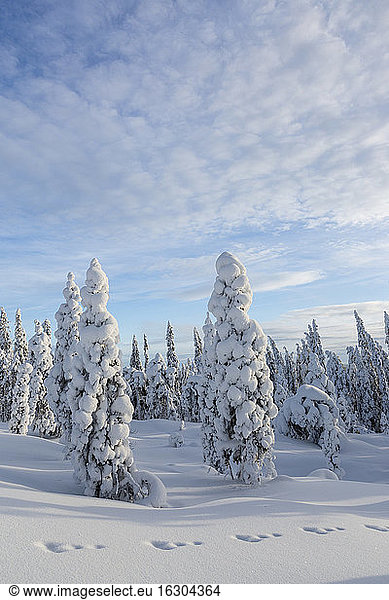 Scandinavia  Finland  Rovaniemi  Trees in wintertime