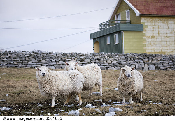 Scandinavia  Norway  Sheep standing in pasture