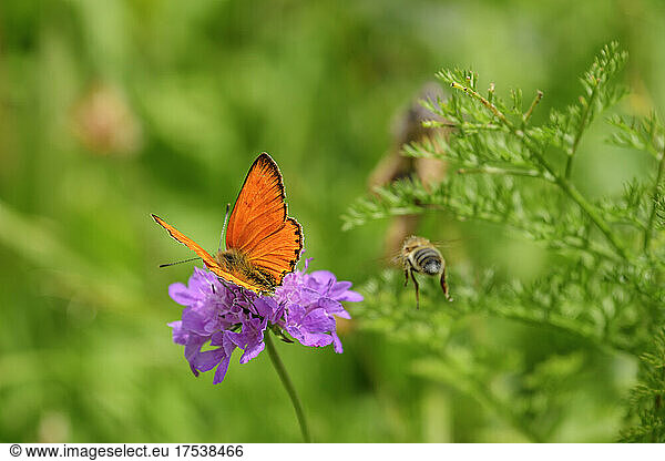 Scarce copper butterfly pollinating on purple flower at Vanoise National Park  France