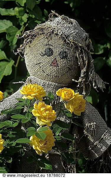 Scarecrow and yellow roses