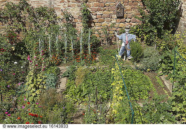 Scarecrow in a kitchen garden. Obernai  Bas-Rhin  Alsace  France.