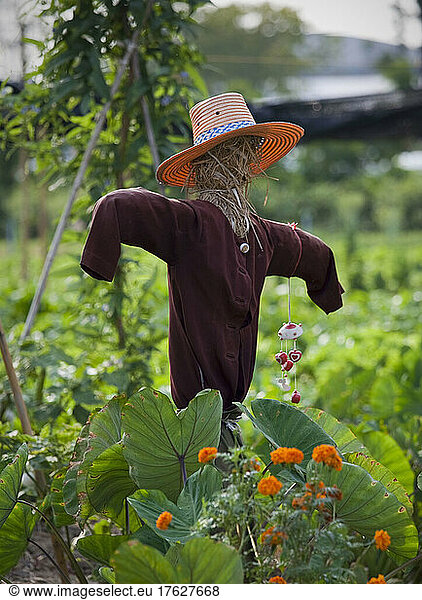 Scarecrow in a vegetable patch to ward off birds  straw figure in hat wearing a teeshirt.