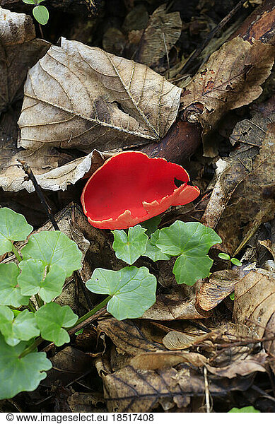 Scarlet elf cup (Sarcoscypha coccinea) growing on forest floor