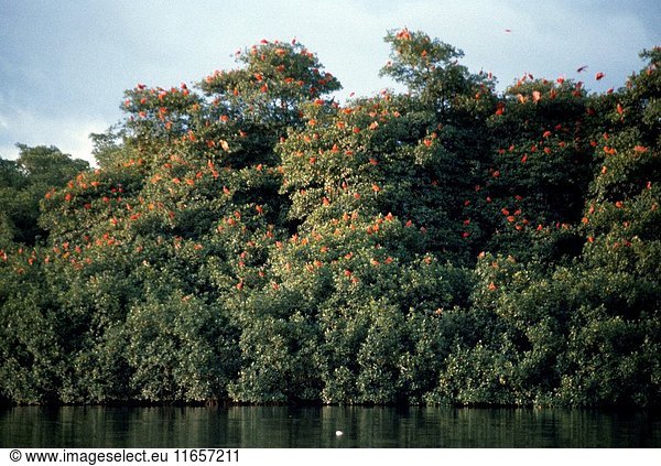 Scarlet Ibis (Eudocemus ruber) roosting in Mangrove tree (Rhizophoraceae) in Caroni Swamp  1982