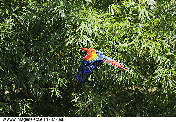 Scarlet macaw (Ara macao) in flight