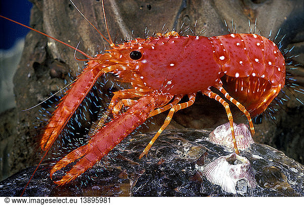 Scarlet Reef Lobster