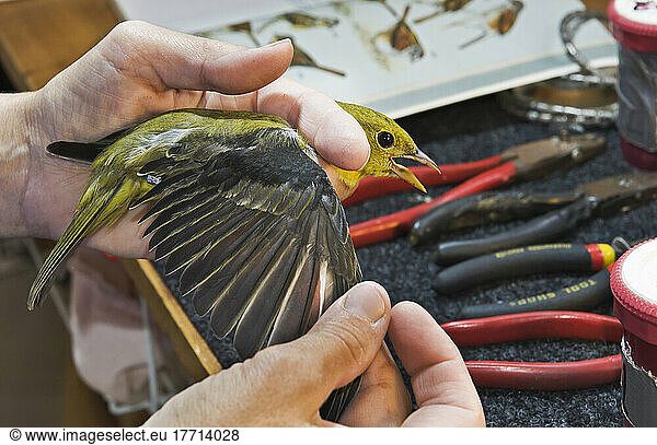 Scarlet Tanager (Piranga Olivacea) Female Has Wing Inspected During Fall Bird Banding To Help Monitor Migration & Population Trends  Haldimand Bird Observatory  S. Ontario  Canada.