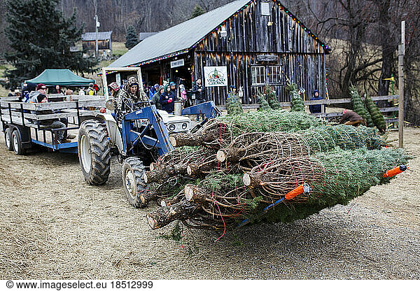 Scenes from Snickers Gap Christmas Tree Farm outside Washington  DC.