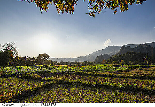 scenic image of agriculture fields in the Golden triangle