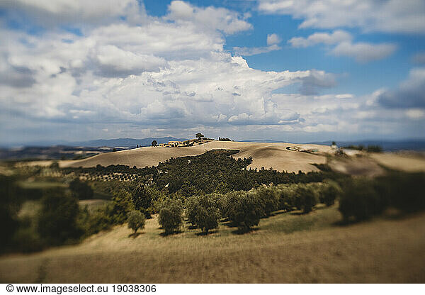 Scenic mountain view of olive groves and and grapes in Tuscany  Italy