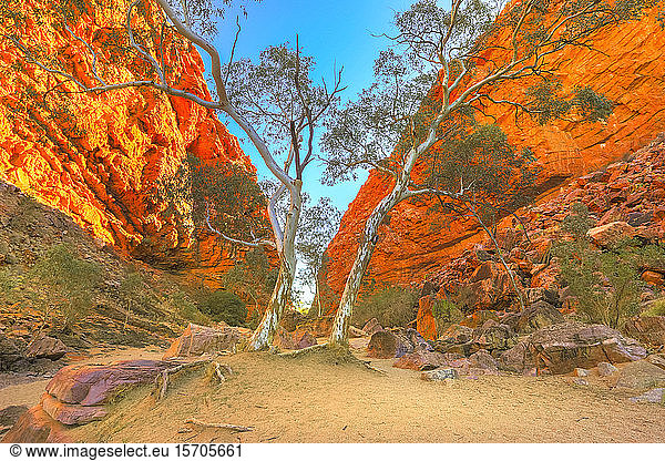 Scenic Simpsons Gap and permanent vegetation in West MacDonnell Ranges  near Alice Springs on Larapinta Trail in winter season  Northern Territory  Central Australia  Pacific