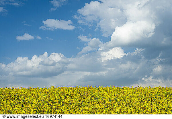 Scenic view of field with rapeseed near Kyjov  Hodonin District  South Moravian Region  Moravia  Czech Republic