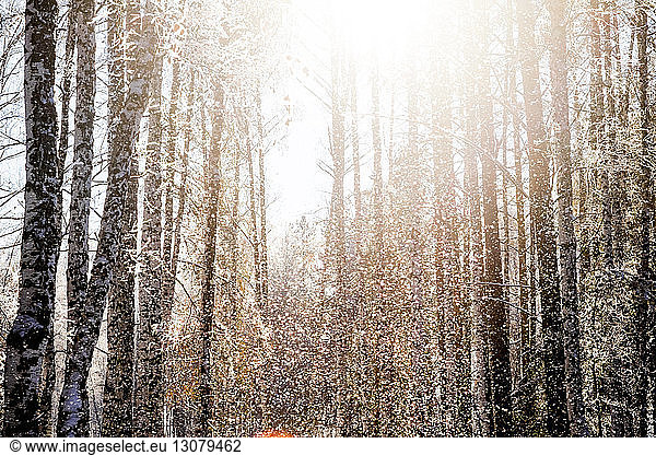 Scenic view of forest during snowfall
