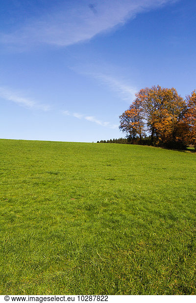 Scenic view of grassy field  Eichenau  Fürstenfeldbruck  Bavaria  Germany