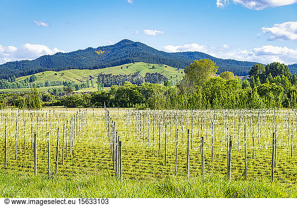 Scenic view of hops field against mountain at Motueka Valley  South Island  New Zealand