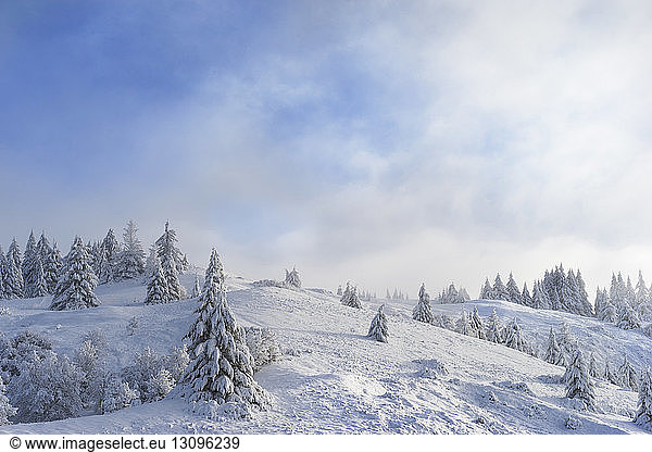Scenic view of pine trees on snow covered mountain against cloudy sky