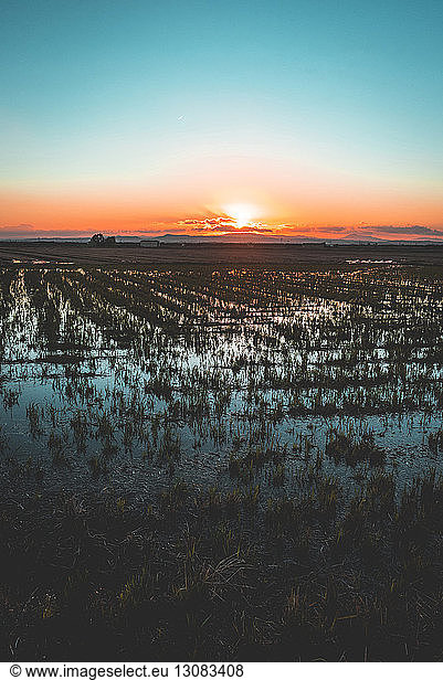 Scenic view of rice paddy field during sunset