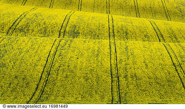 Scenic view of rolling field with rapeseed near Kyjov  Hodonin District  South Moravian Region  Moravia  Czech Republic