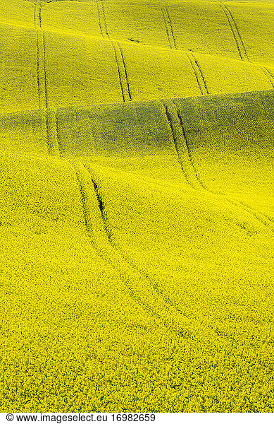 Scenic view of rolling field with rapeseed near Kyjov  Hodonin District  South Moravian Region  Moravia  Czech Republic