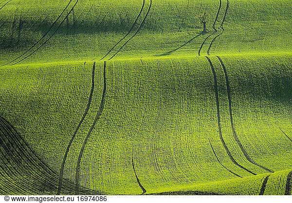Scenic view of rolling fields near Kyjov at sunrise  Hodonin District  South Moravian Region  Moravia  Czech Republic