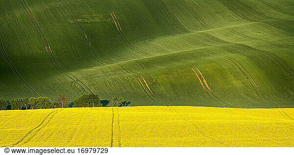 Scenic view of rolling fields near Kyjov  Hodonin District  South Moravian Region  Moravia  Czech Republic