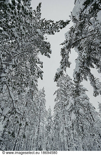 Scenic view of snow covered trees below sky